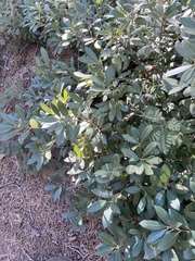 Chrysolepis sempervirens