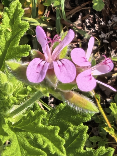 Oakleaf garden geranium