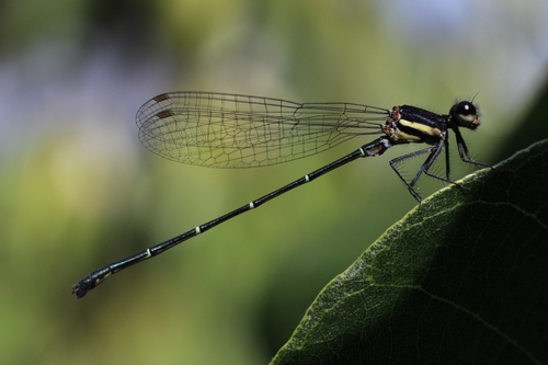 Marsh Dancer