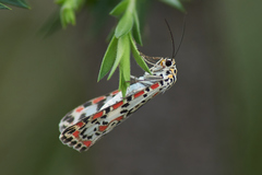 Utetheisa lotrix