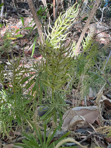 Stylidium adnatum, photograph 1