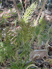 Stylidium adnatum