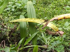 Macrogomphus parallelogramma