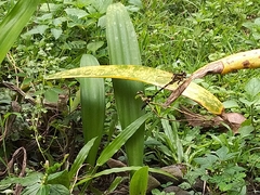 Macrogomphus parallelogramma