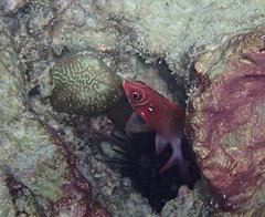 Sargocentron caudimaculatum