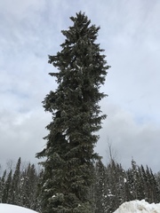Picea glauca × engelmannii