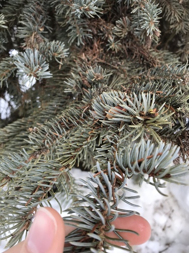 Western white spruce (Picea × albertiana)