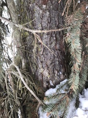 Picea glauca × engelmannii
