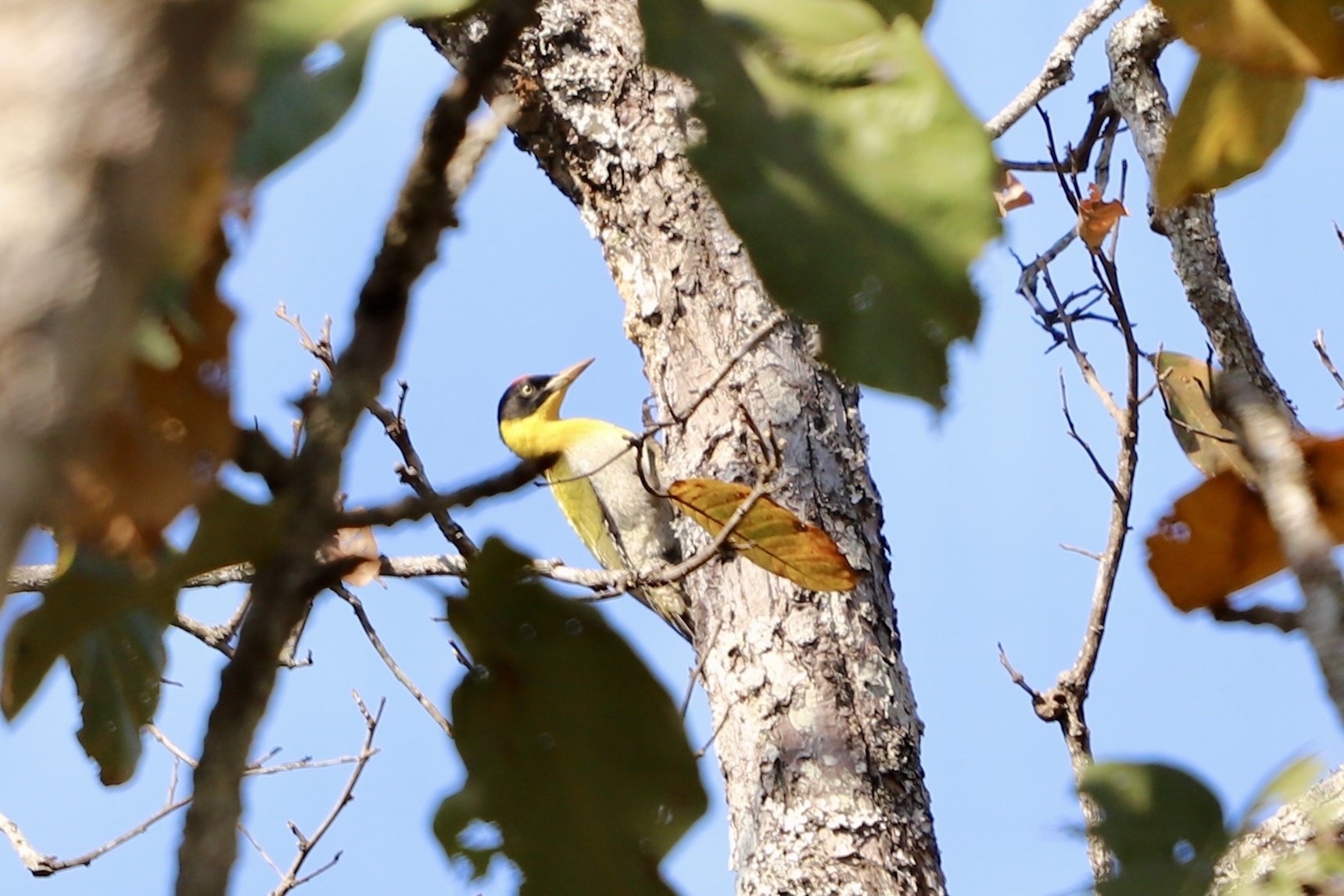 Black-headed Woodpecker (Picus erythropygius), photo 1