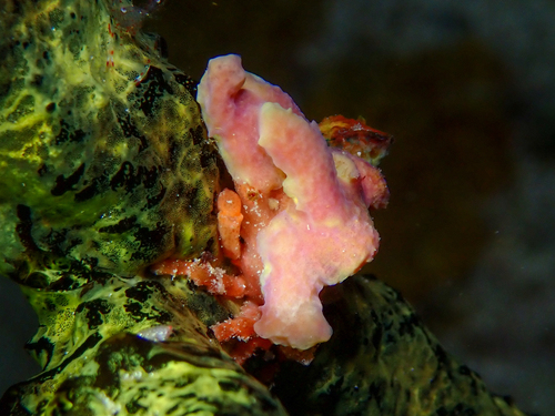 spongy decorator crab