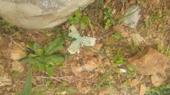 Iris palaestina