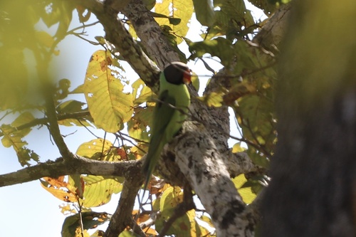 Grey-headed Parakeet (Psittacula finschii)