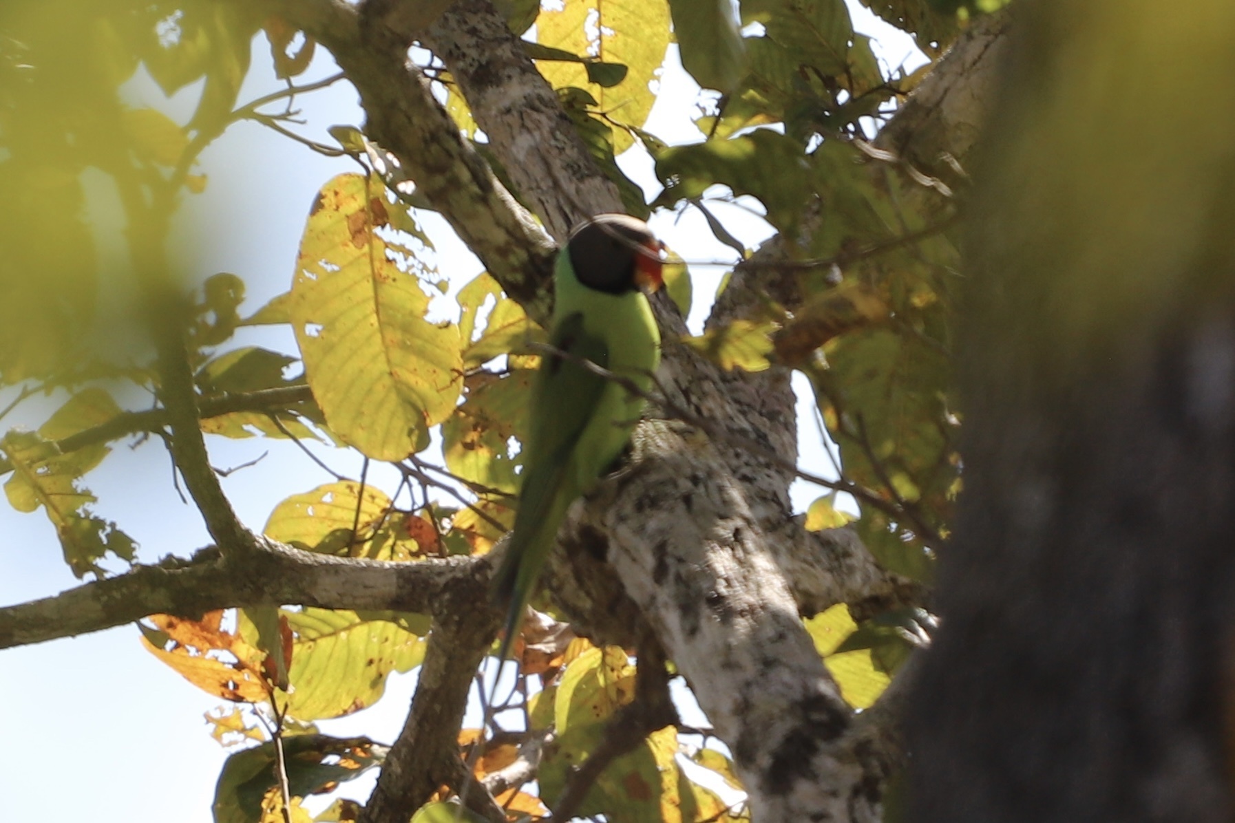 Grey-headed Parakeet (Psittacula finschii), photo 1