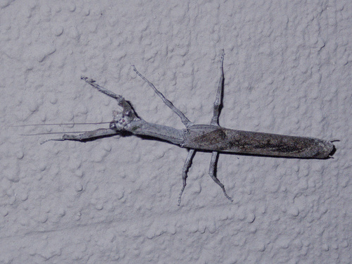 African Twig Mantis