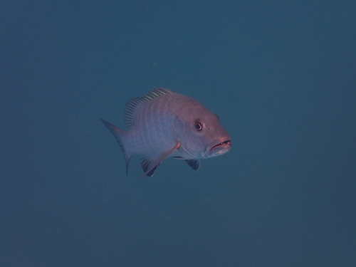 Dog snapper (Lutjanus novemfasciatus) — Lutjanidae — 4