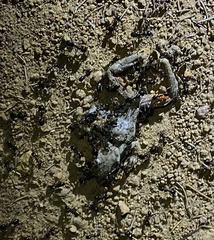 Litoria adelaidensis