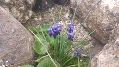 Muscari commutatum