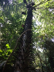 Astrocaryum mexicanum