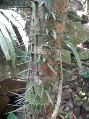 Astrocaryum mexicanum