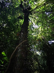 Astrocaryum mexicanum