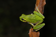 Tyrrhenian Tree Frog photo 2