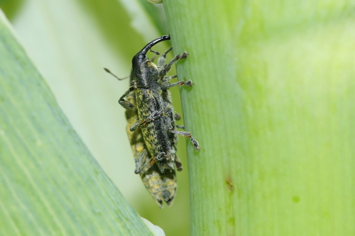Lixus umbellatarum