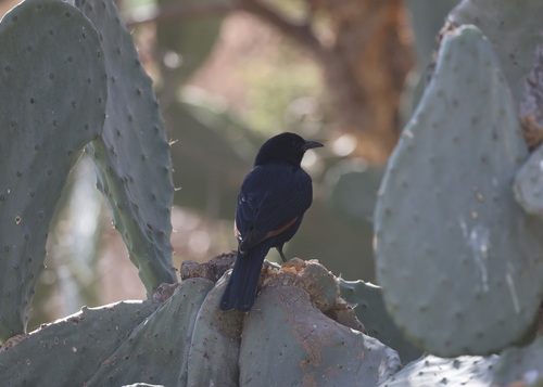 Tristram's Starling (Onychognathus tristramii), photo 4