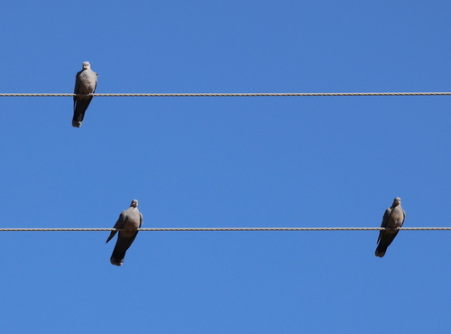 Dusky Turtle Dove (Streptopelia lugens)