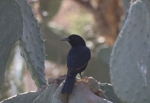 Tristram's Starling (Onychognathus tristramii), photo 3