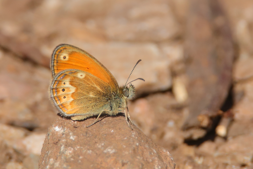 Corsican Heath