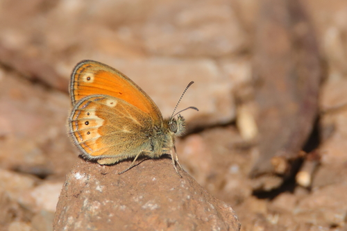Corsican Heath