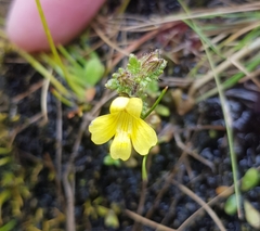 Euphrasia cockayneana