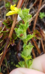 Euphrasia cockayneana