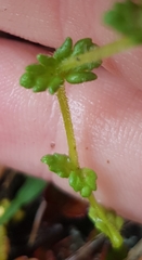Euphrasia cockayneana