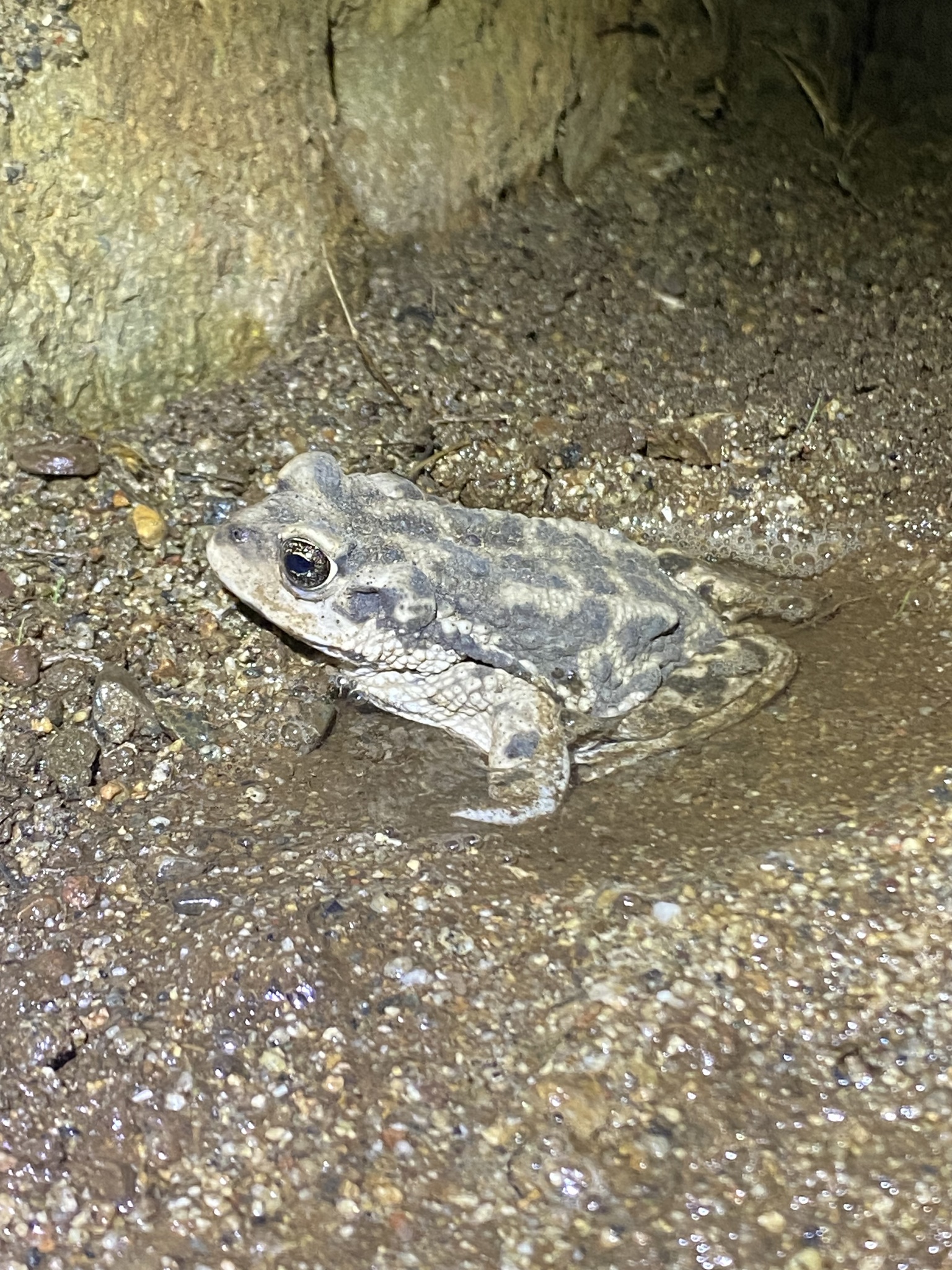 Concepcion Toad, Rhinella arunco