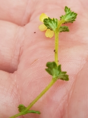 Euphrasia cockayneana