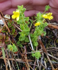 Euphrasia cockayneana