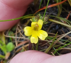 Euphrasia cockayneana