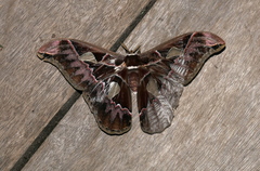 Rothschildia lebeau