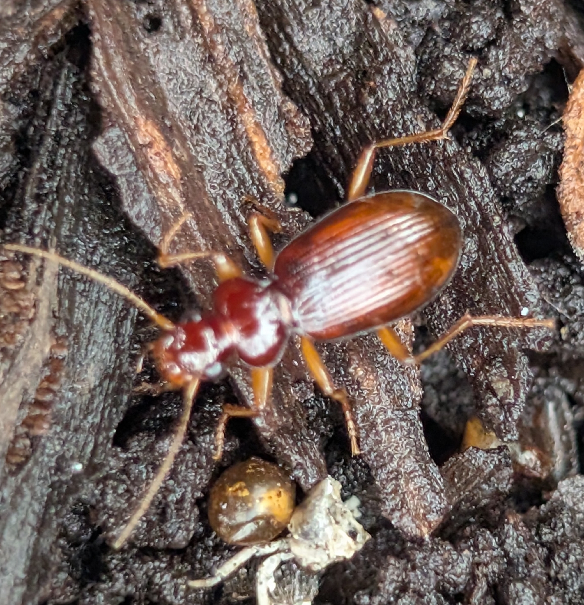 Leistus ferrugineus