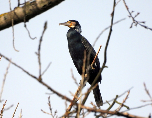 Great Cormorant