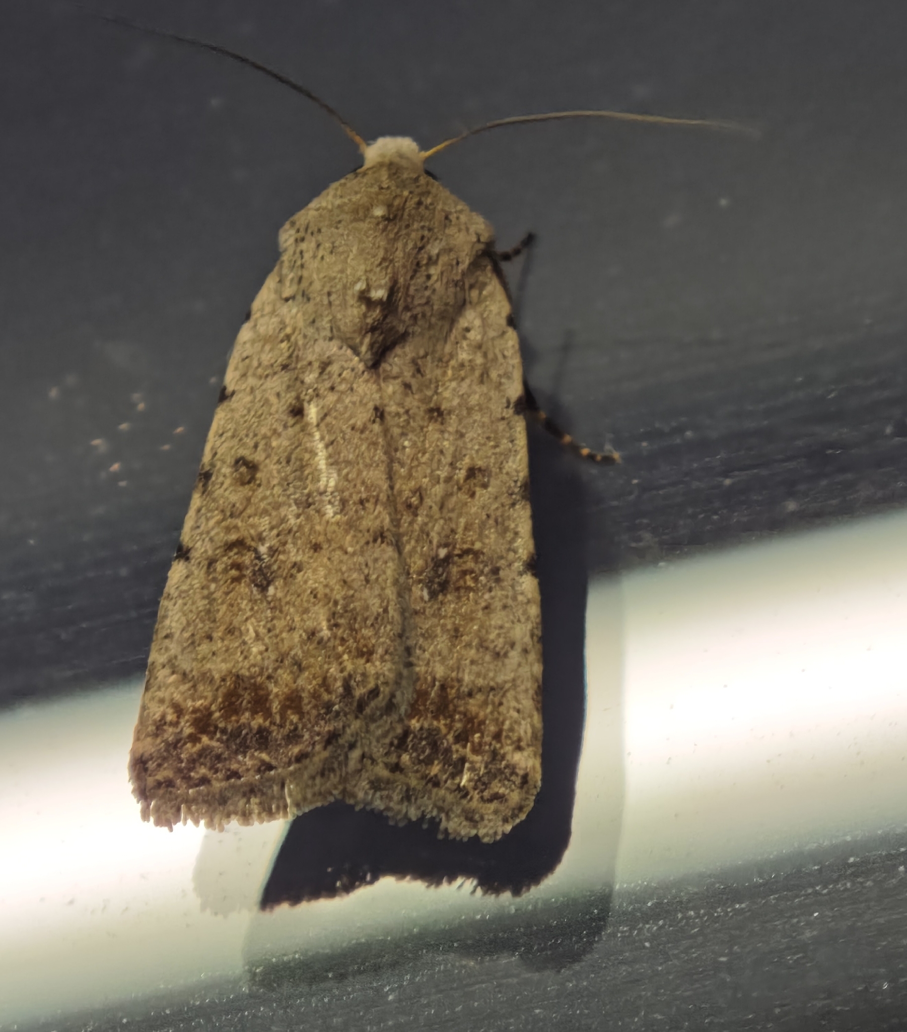 Caradrina clavipalpis