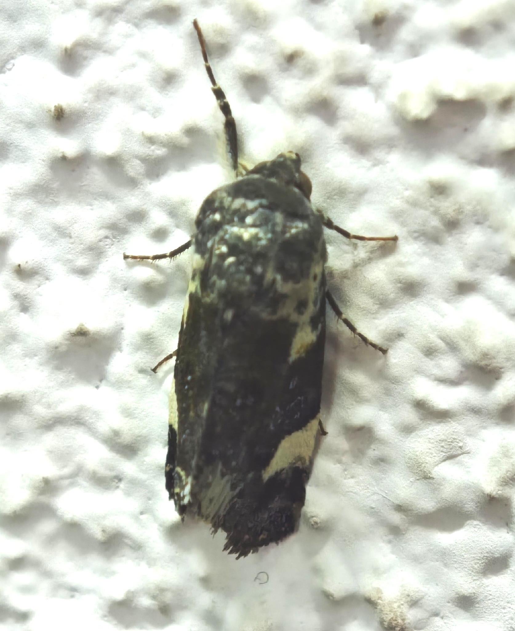 Polilla de hombros blancos