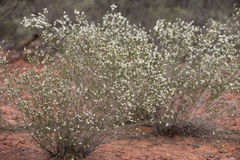 Thryptomene hexandra