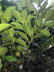 Diospyros maritima