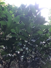 Diospyros maritima