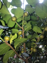 Diospyros maritima