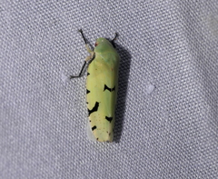 Angucephala freytagi