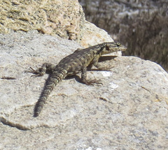 Karusasaurus polyzonus