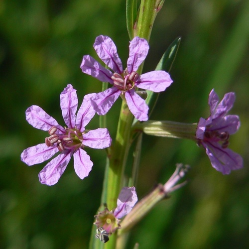California loosestrife (Lythrum californicum)